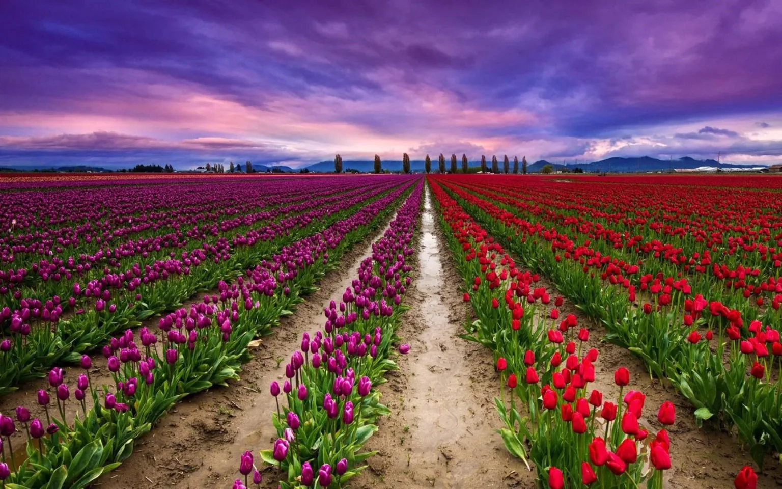 tulip garden kashmir brown chinar kashmir