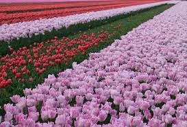 tulip garden brown chinar kashmir