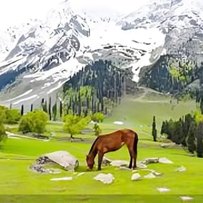 sonmarg11