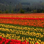 Tulip Garden