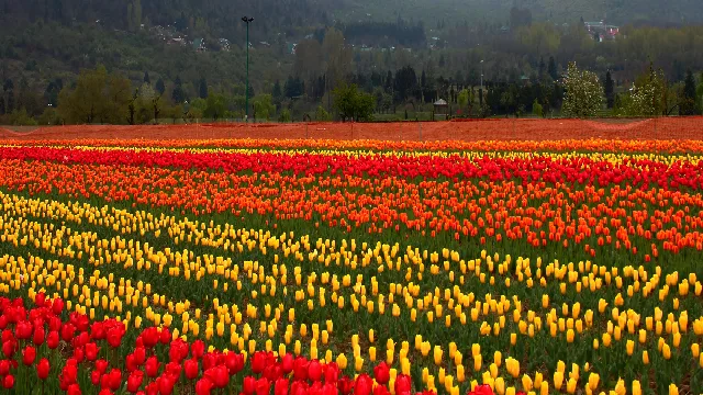 tulip garden brown chinar kashmir