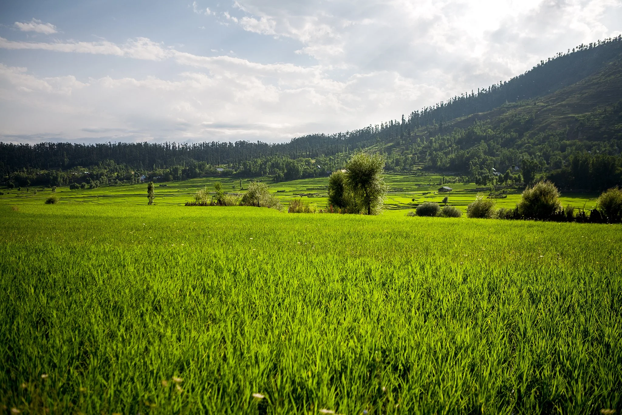 Kashmir Secret Spots brown chinar kashmir