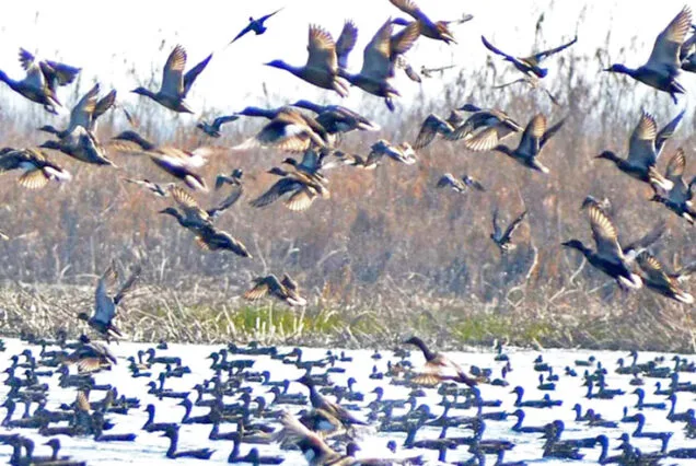 Winged wonders Kashmirs youth embrace birdwatching