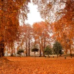 Autumn in Kashmir