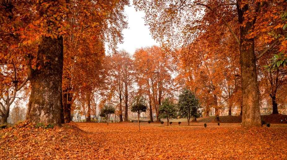 autumn in kashmir brown chinar kashmir