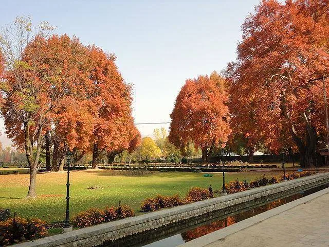 autumn in kashmir brown chinar kashmir