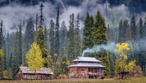 autumn in kashmir brown chinar kashmir