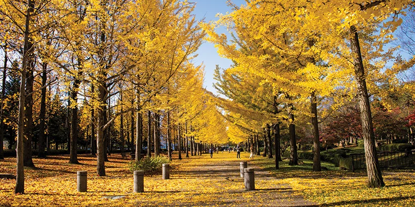 autumn in kashmir brown chinar kashmir
