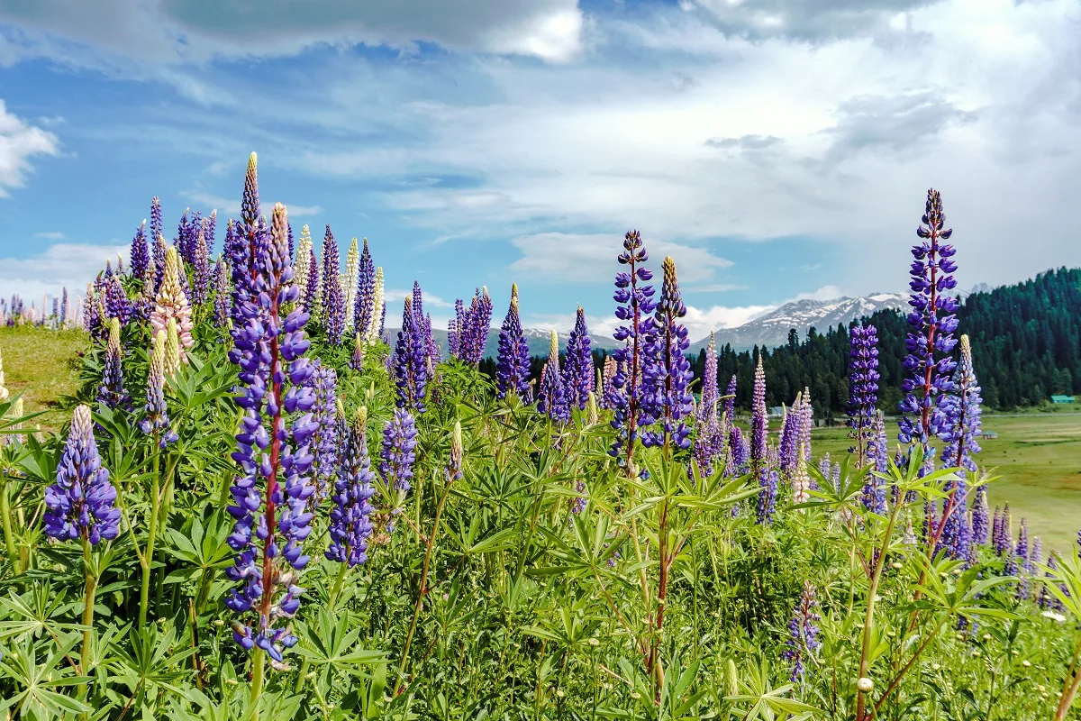 kashmir offbeat tour packages brown chinar kashmir