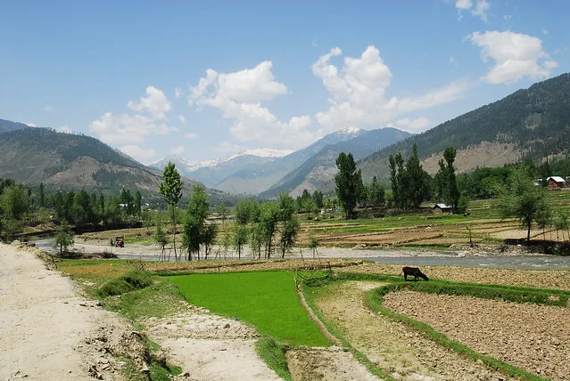 lolab valley kashmir brown chinar kashmir