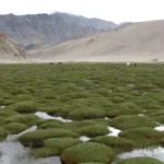 Puga Valley Ladakh