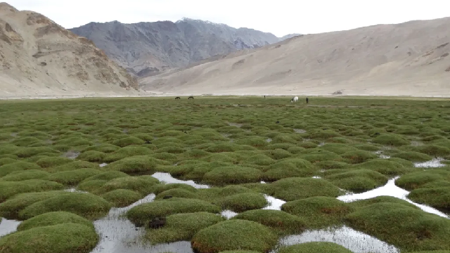 Puga Valley Ladakh