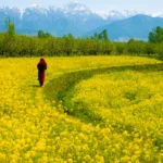 Spring in Kashmir