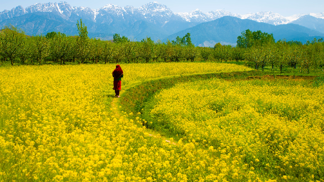 Spring in Kashmir