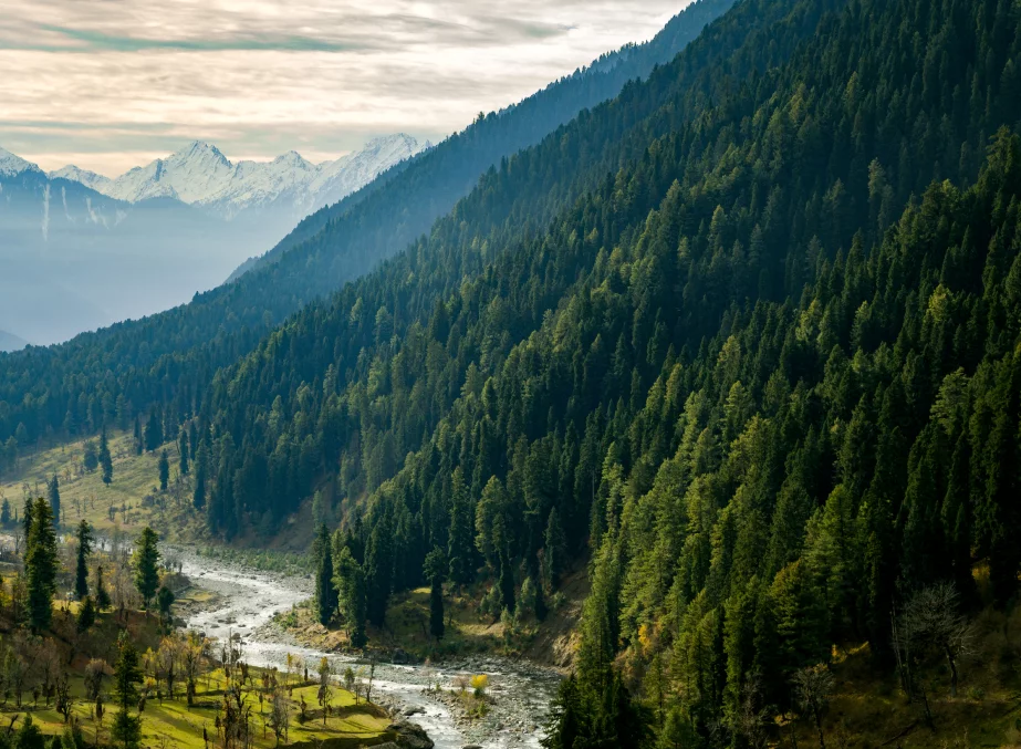 Aru Valley brown chinar kashmir 1