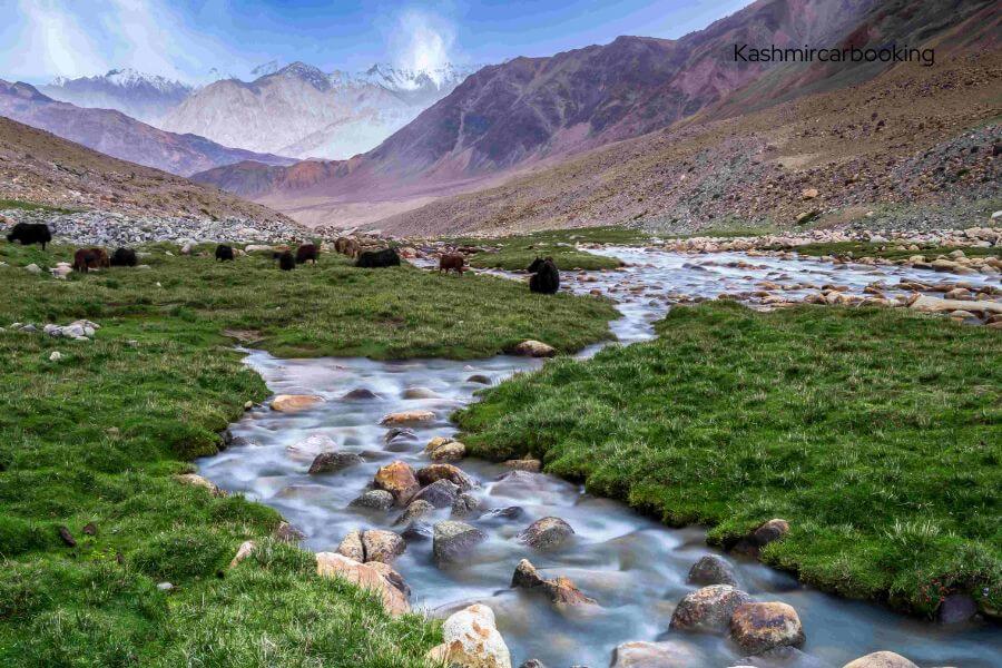 Aru Valley brown chinar kashmir 1