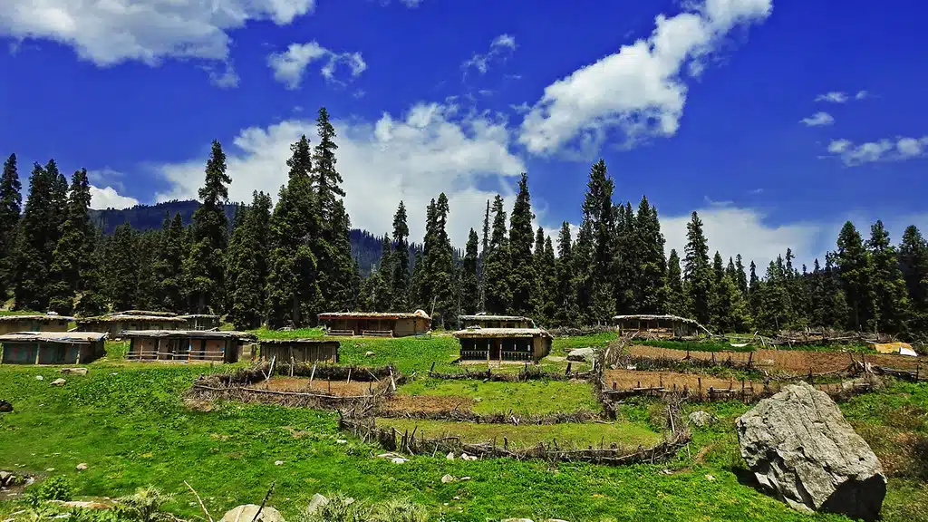 Botapathri Gulmarg brown chinar kashmir