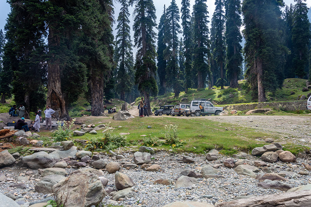 Botapathri Gulmarg brown chinar kashmir