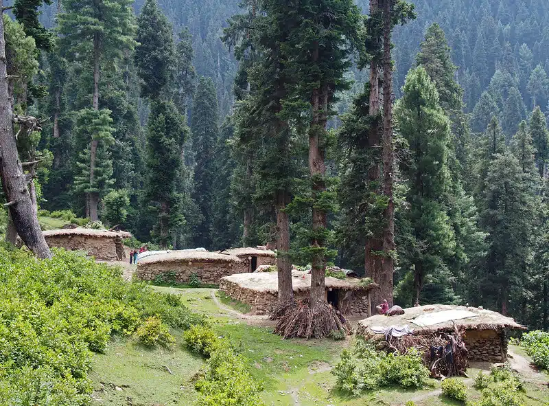 Daksum Valley brown chinar kashmir