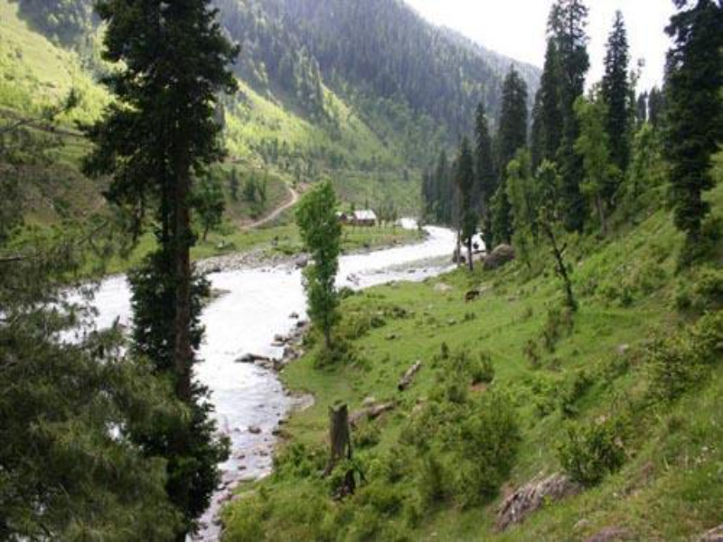 Daksum Valley brown chinar kashmir