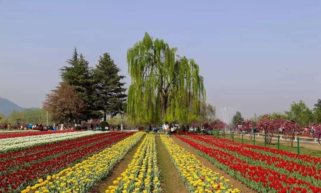 How to Plan Kashmir Tour in March brown chinar kashmir