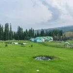 Yousmarg Kashmir India brown chinar kashmir