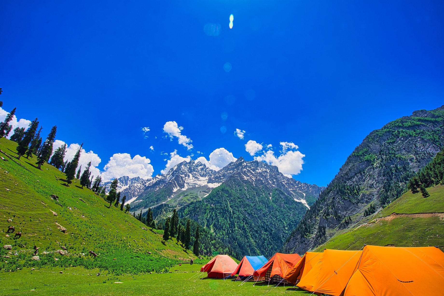 nagin valley in kashmir brown chinar kashmir