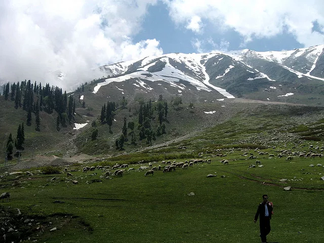 nagin valley in kashmir brown chinar kashmir