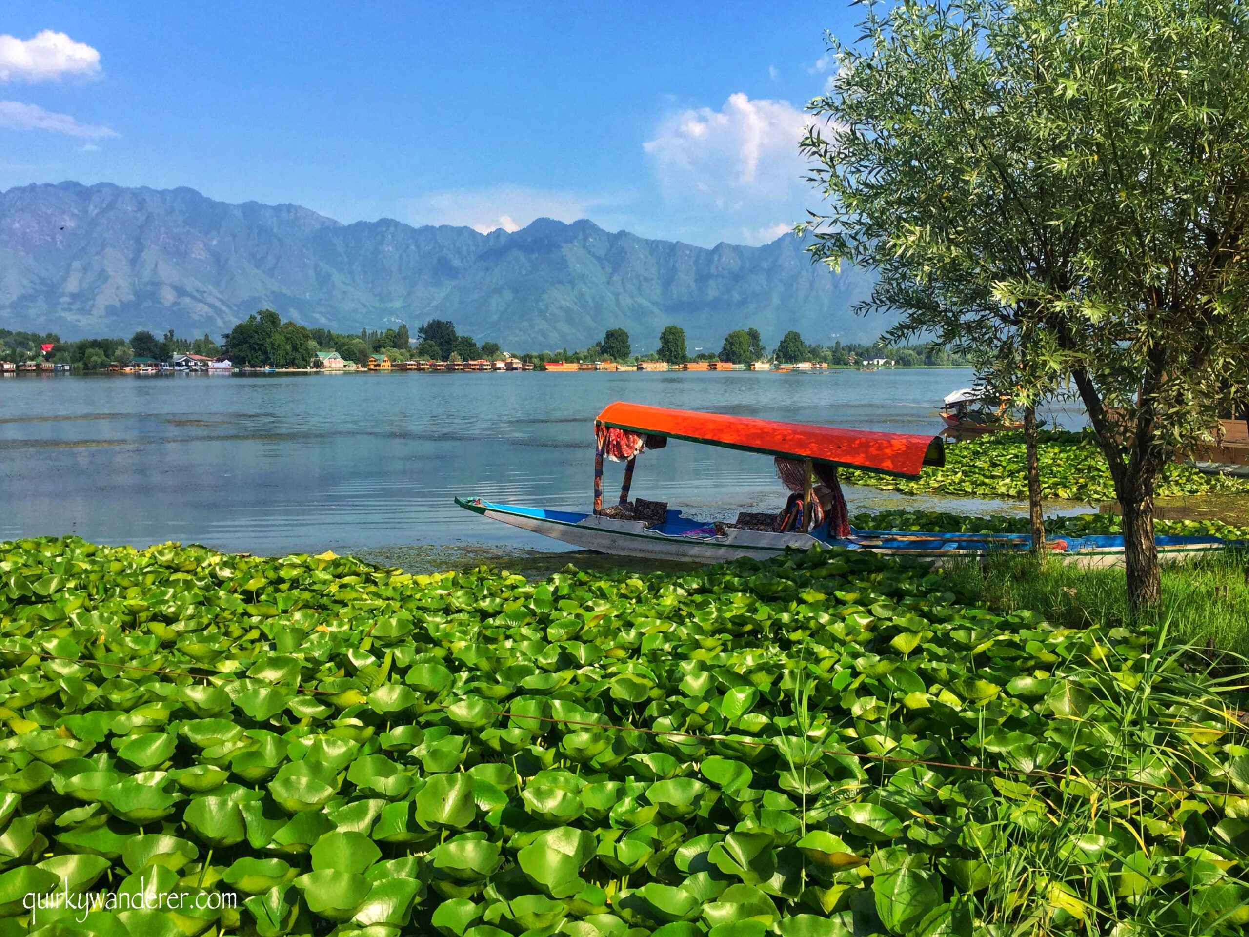 nigeen lake in kashmir brown chinar kashmir scaled