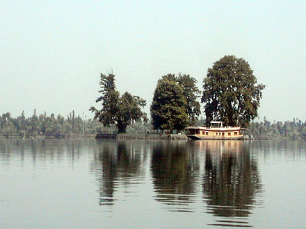 Char Chinar brown chinar kashmir