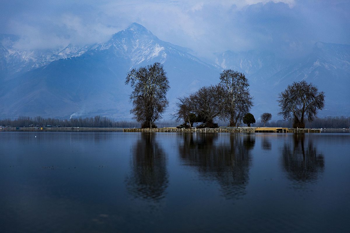 Char Chinar brown chinar kashmir