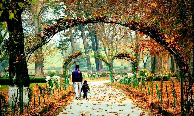 Harwan Garden brown chinar kashmir