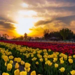 Kashmir in April