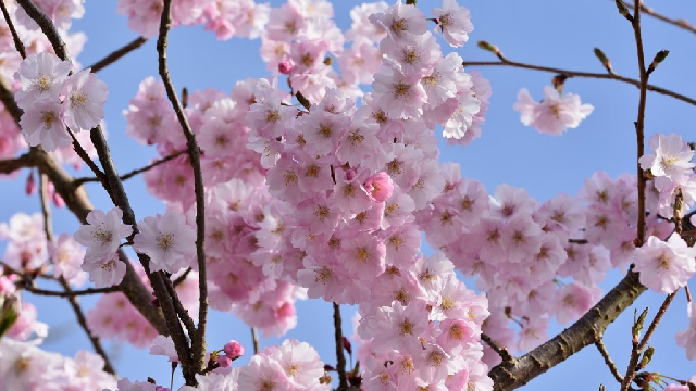 Kashmir in March