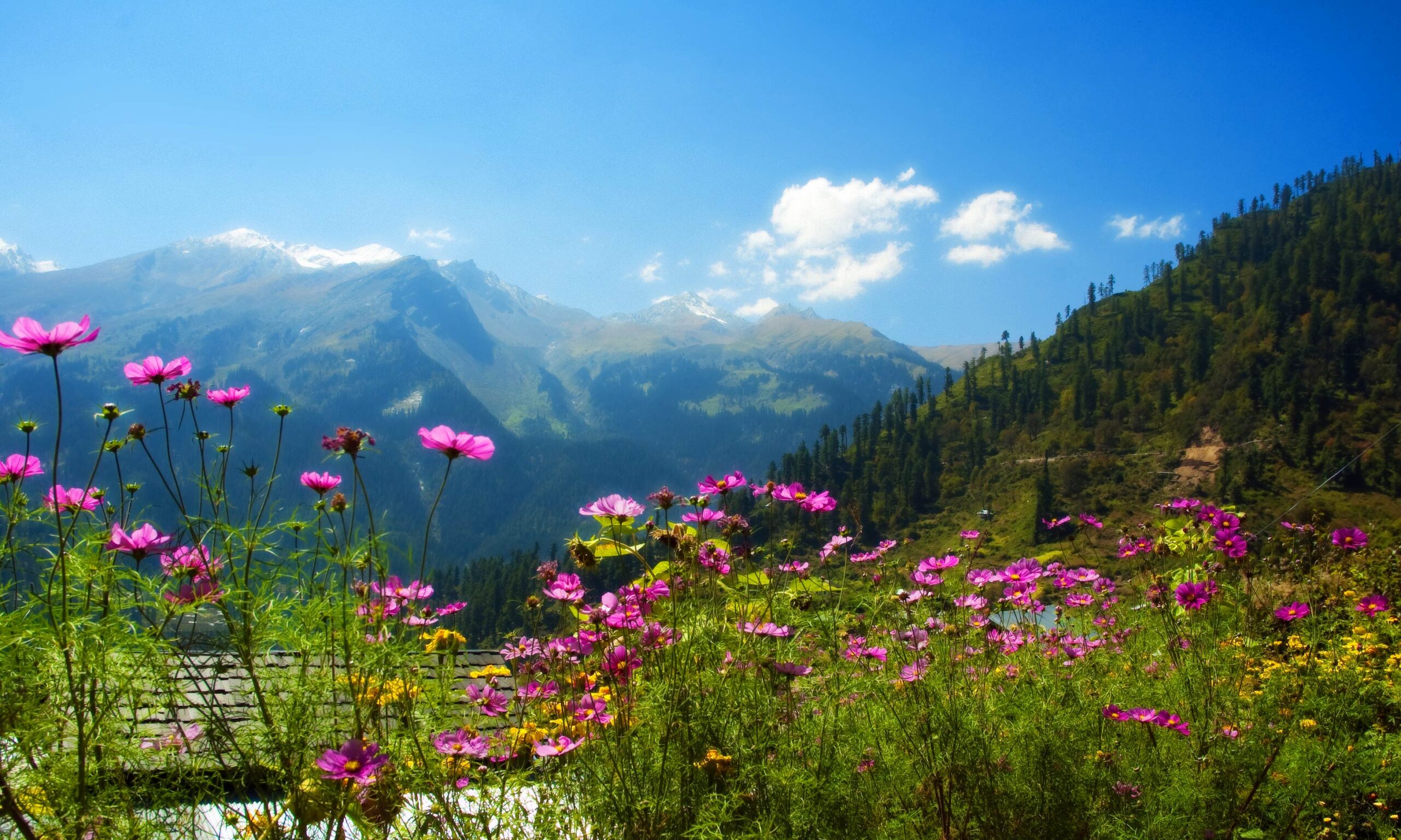 Gulmarg Biosphere Reserve brown chinar kashmir