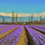 Saffron in Kashmir