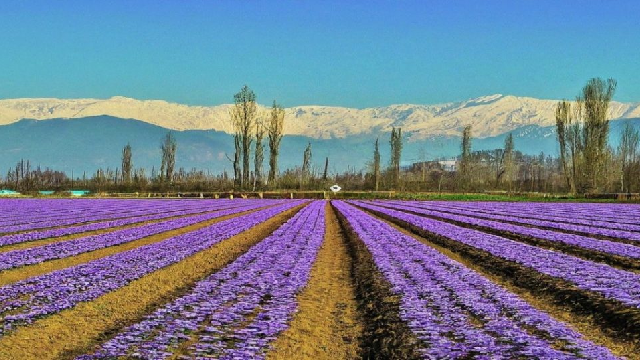 Saffron in Kashmir