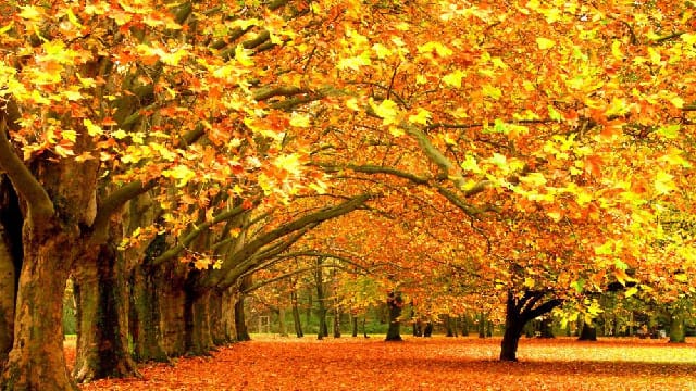 autumn