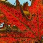 chinar