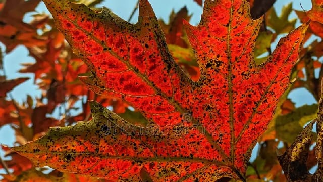chinar