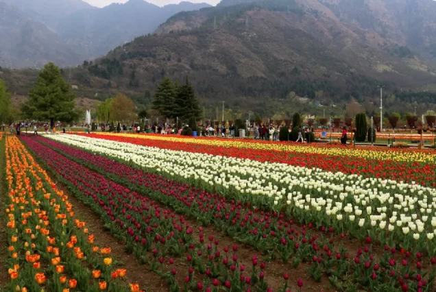 5N 6D Kashmir Budget Tour Package brownchinar kashmir