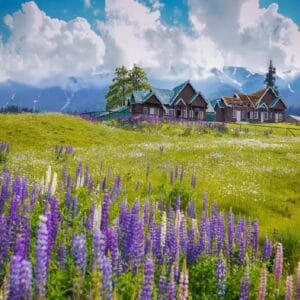 6N 7D Summer Kashmir Tour Package brownchinarkashmir