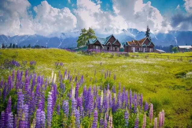 6N 7D Summer Kashmir Tour Package brownchinarkashmir