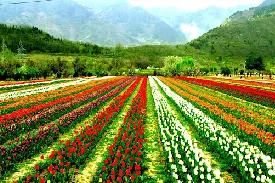 6N 7D Kashmir Budget Tour Package (1)