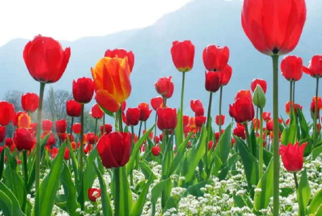 7N 8D Kashmir Summer Tour Package brownchinarkashmir