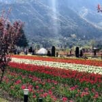 Best time to visit Kashmir with family brownchinar