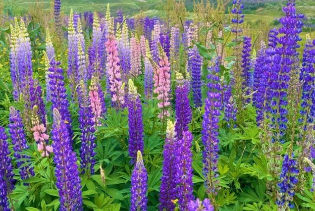 Kashmir Budget Tour Package 4 Night 5 Days