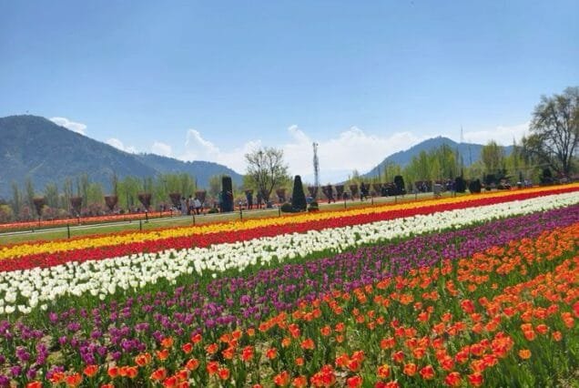 Kashmir summer tour package 7 Night 8 Days