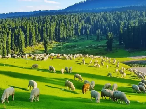 How to Plan Bangus Valley Trip: Complete Guide, Itinerary & Travel Tips