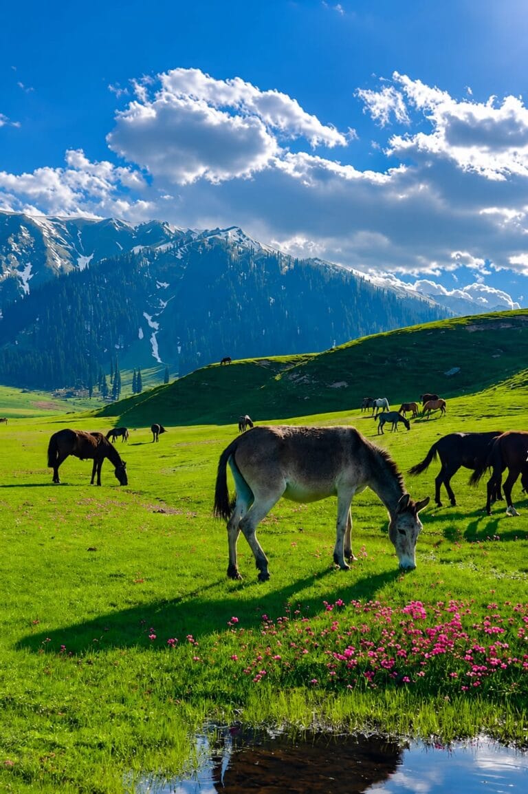 How Much Does a Kashmir Summer Tour Package Cost in 2026?